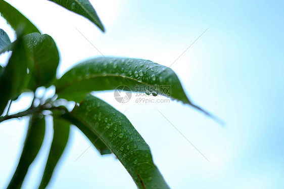 芒果鲜绿叶与雨滴图片