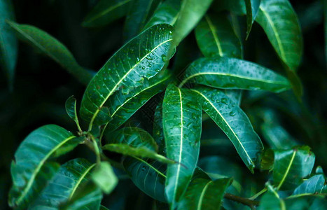 青芒果叶上的雨滴图片