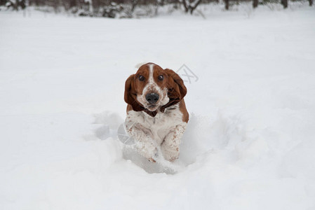 有趣的年轻小贝塞猎犬在深雪中赛跑和玩耍在冬季公图片