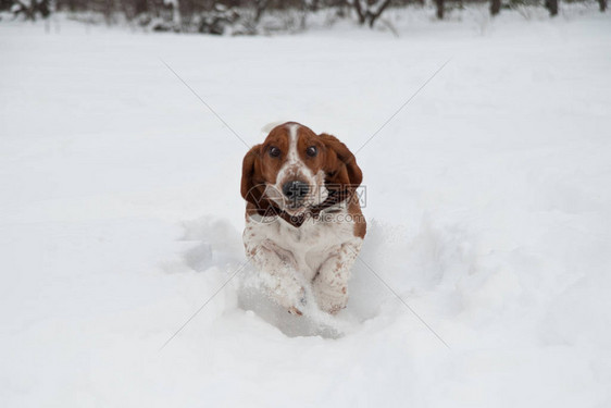 有趣的年轻小贝塞猎犬在深雪中赛跑和玩耍在冬季公图片