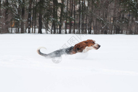 有趣的年轻小贝塞猎犬在深雪中赛跑和玩耍在冬季公图片