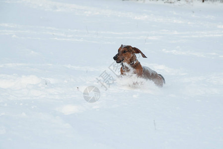 年轻的红发腊肠犬在公园的深雪中奔跑和玩具图片