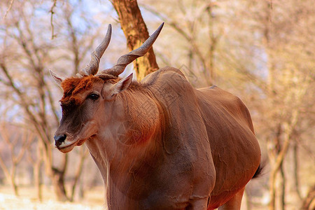 非洲最大的羚羊的美丽形象图片