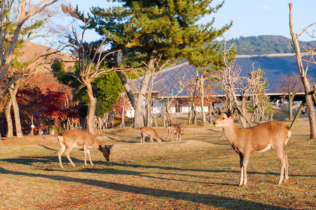 日本纳拉小鹿图片