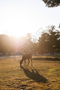 日本纳拉小鹿图片