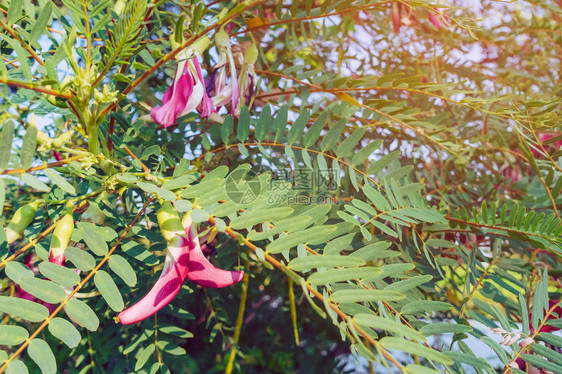 近距离观赏红藿香花图片