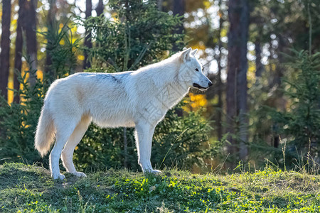 北极野狼白狼站在加拿大森林图片