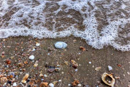 沙滩上的贝壳海浪冲在沙滩上图片