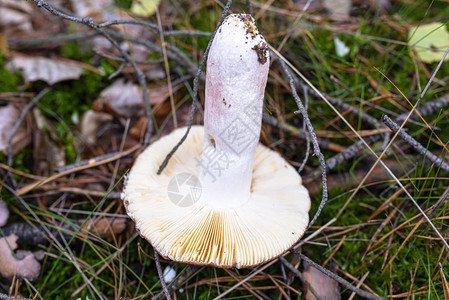 白蘑菇躺在秋天的森林垃圾上可图片