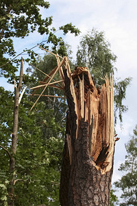 暴风雨破坏飓风暴后折断的树暴风图片