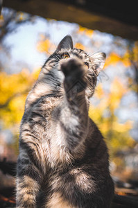 灰斑小猫有趣的垂直照图片