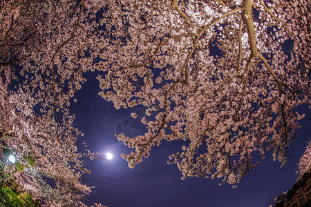 一个晚上去看樱花和看月亮背景图片