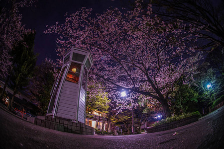 樱花和横滨Motomachi图片