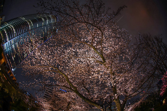 晚上看樱花和六本木新城的毛利庭园图片