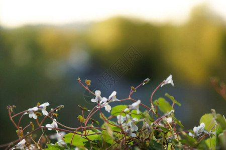 开花的白色和淡紫色花simbalaria图片