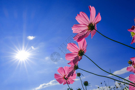 清晨粉红宇宙花朵园与温图片