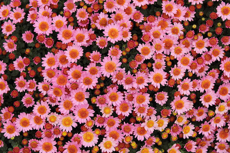 粉红色花朵秋菊图片