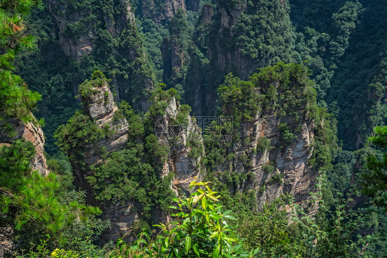 张家界阿凡达山自然公园从迷人的台地观点看垂直的岩溶柱状岩层图片