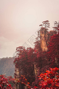 湖南省武陵源张家界公园深秋天子山石柱顶单树垂直观图片