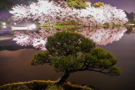 三溪园的樱花和松树图片