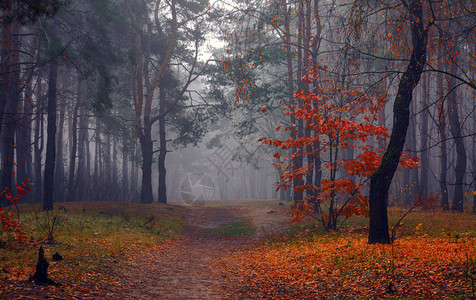 森林秋天多雾路段秋天用它神奇的颜色涂上树叶晨雾使森图片