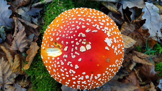 鹅膏菌毒蕈蘑菇特写镜头在草甸图片