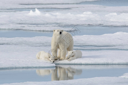 野生北极熊Ursusmaritimus母亲和图片
