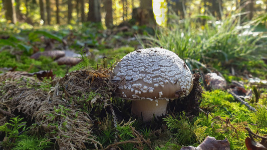 野生蘑菇阿玛尼塔红宝石在树苗林图片