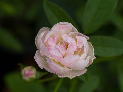 紧贴迷你粉红和白仙子玫瑰花朵圣名Rosachinensis图片