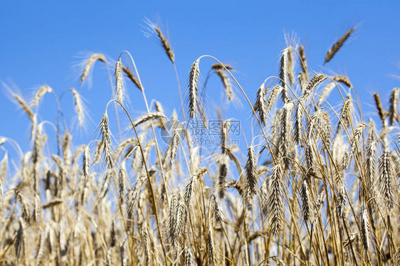 麦田小麦穗背景图片