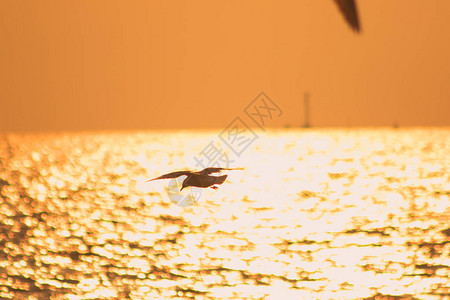 海鸥在夕阳的光芒下飞过海面的剪影图片