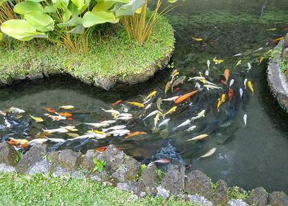 在印度尼西亚巴厘的一个装饰池塘游泳的外图片