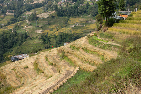 在尼泊尔的梯田山坡上刚收获的大米图片