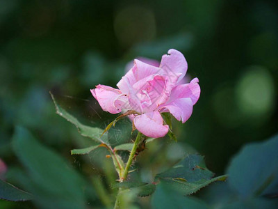 中等宽的粉红玫瑰在花园里开花图片