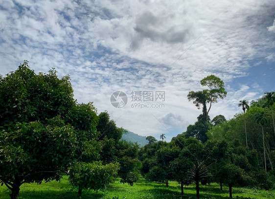 花园里的山竹树泰国山谷的果园植物栽培泰国果园热带树山竹果园后面的山果园女王图片