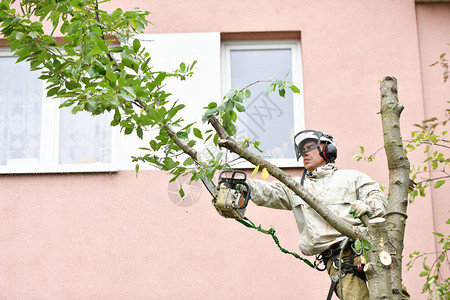 一个人在楼上锯树支撑一个人的绳索正在锯树一个复杂的绳索系统图片