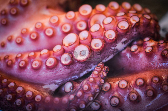 鱼市内的新鲜混合海鲜章鱼贝壳牡蛎图片