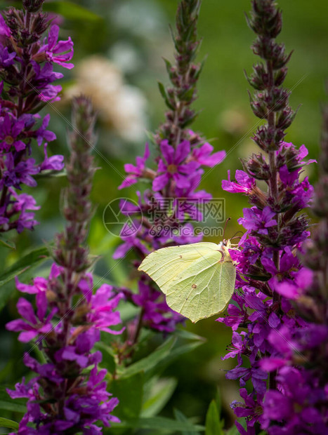 紫色的松草花上蝴蝶阳光的夏日模图片