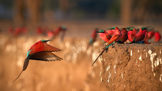 色彩斑斓的南方胭脂红食蜂鸟图片