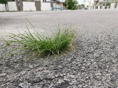 路中间的草冠高清图片下载 正版图片 摄图网