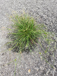 路中间的草冠高清图片下载 正版图片 摄图网