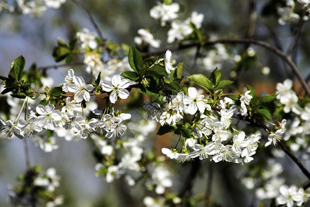 春中开花的樱桃枝白花和灰色树枝图片