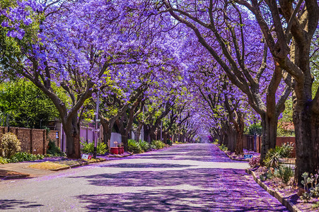 10月南非春季图片