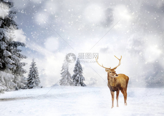 神奇的圣诞卡童话故事中的小鹿仙图片