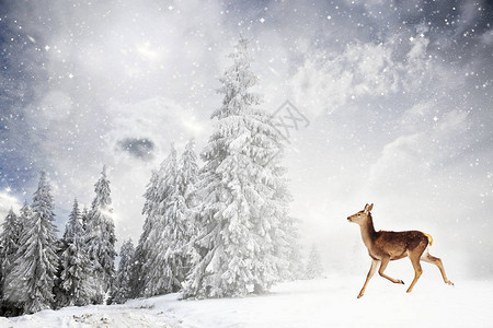 神奇的圣诞卡有鹿在童话故事中运图片