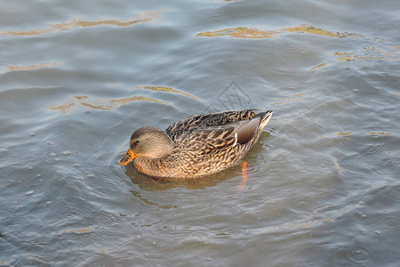 棕色杂雌优雅鸭子在平静的池塘水中游泳图片