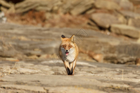 狐狸攻击并在石头之间跑来去图片