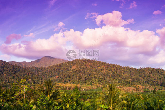 农业自然景观棕榈油与日出时的种植园山脉背景的热带美丽的云彩和浅蓝色的天空东图片