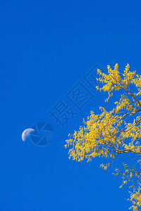 美丽的黄叶树以清晰的蓝天背图片