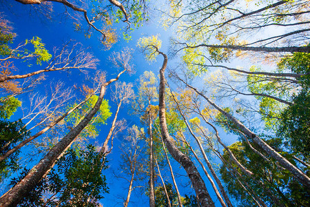 矢量森林仰视图图片